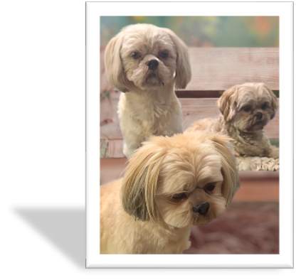 The Dog Squad: Korra, Chewie, and Tucker